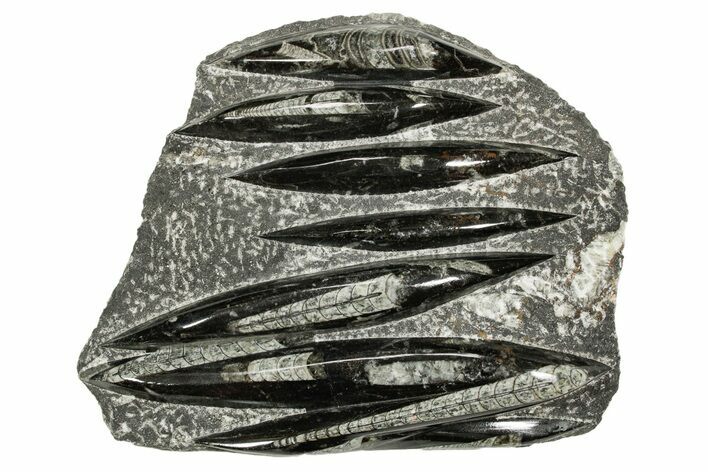 Polished Fossil Orthoceras (Cephalopod) Plate - Morocco #359671